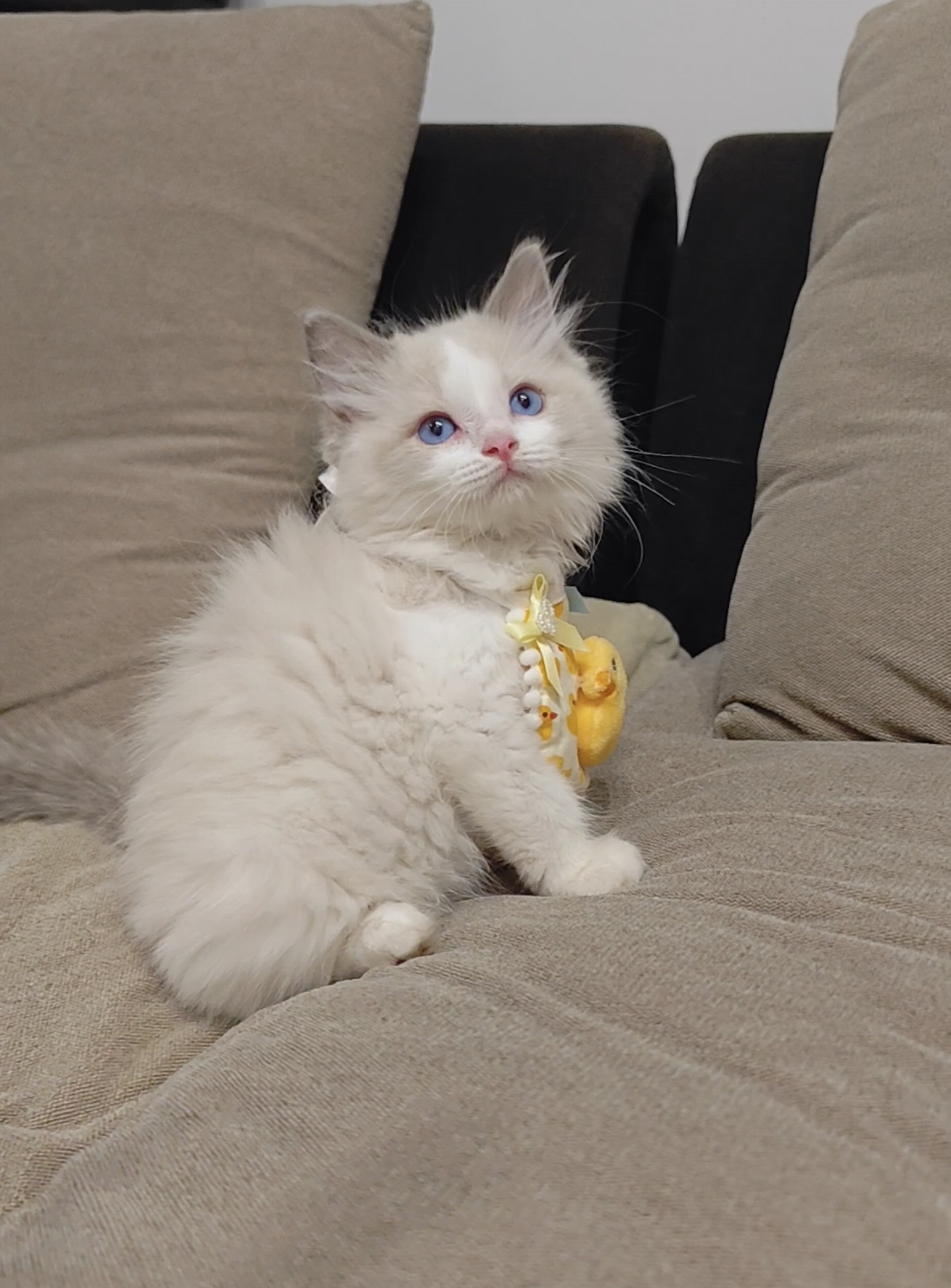 蓝双布偶猫弟弟